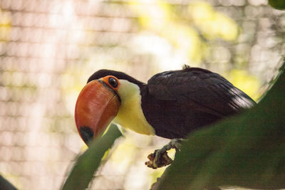 Close-up of bird perching outdoors