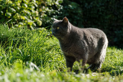 Portrait of a cat on field