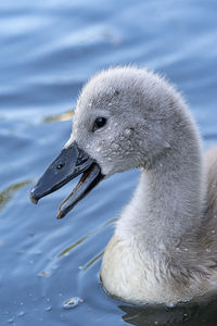 Close-up of swan swimming in lake