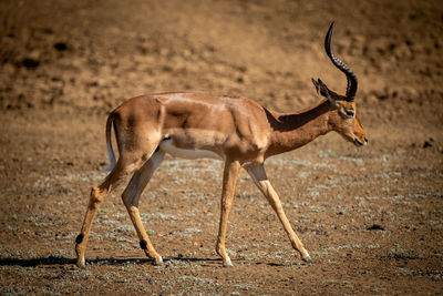 Male common impala walks with bowed head