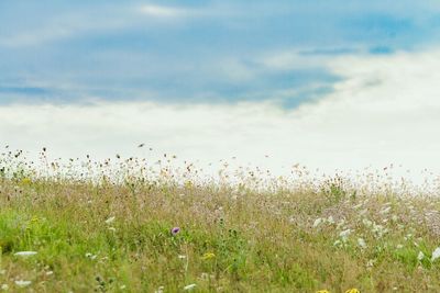 Scenic view of grassy field against cloudy sky