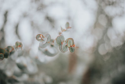 Eucalyptus macro