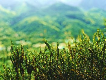 Close-up of plants on field