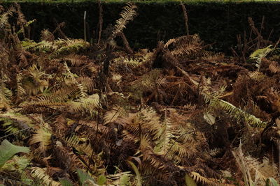 High angle view of plants growing on field