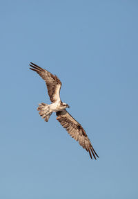 Osprey bird of prey pandion haliaetus flies over clam pass in naples, florida in the morning.