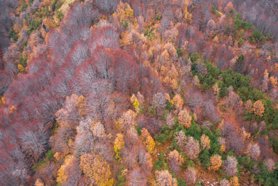 Full frame shot of trees in forest