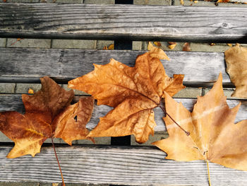 Autumn leaves on boardwalk