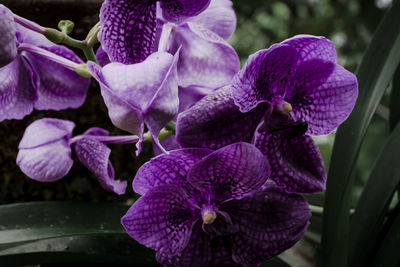 Close-up of purple orchids