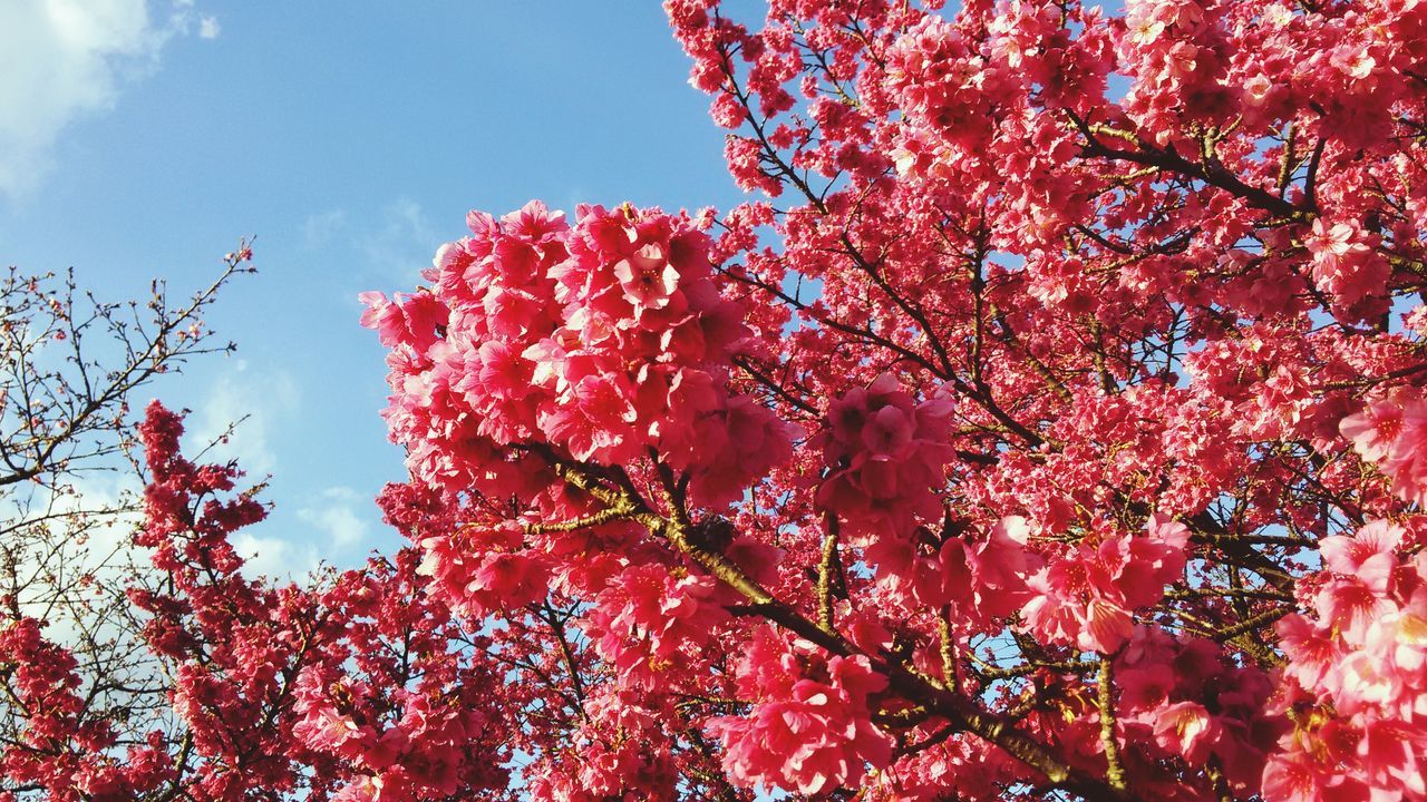red, flower, tree, growth, beauty in nature, freshness, low angle view, branch, nature, sky, fragility, pink color, season, tranquility, blossom, autumn, day, springtime, blooming, outdoors