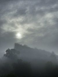 Trees in foggy weather