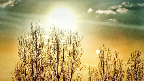 Plants against sky during sunset