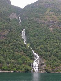 Scenic view of river amidst trees in forest