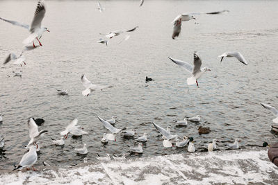 Seagulls and pigeons flies over the river in winter.
