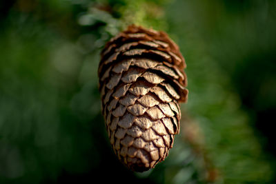 Close-up of pine cone