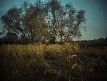 Trees on field against sky
