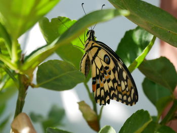 Photo of newborn butterfly in the garden