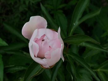 Close-up of pink rose flower