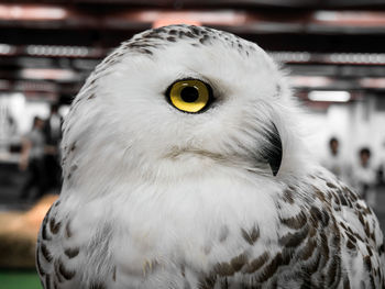 Close-up portrait of white owl