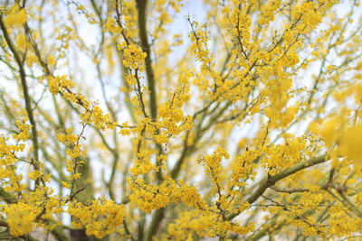 Close-up of yellow flowering plant