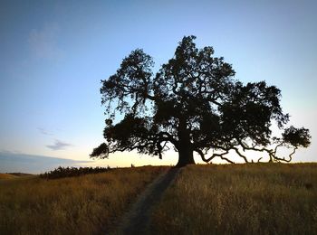 Scenic view of grassy field against sky