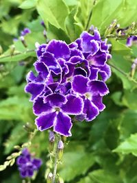 Close-up of purple flowering plant