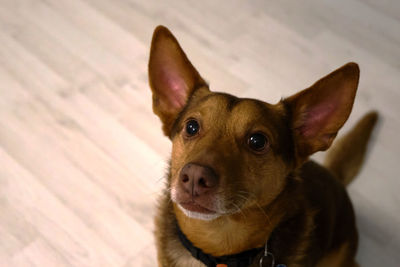 Close-up portrait of a dog