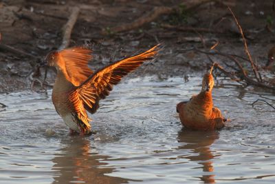 Close-up of duck swimming in lake