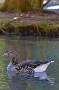 Duck swimming in lake