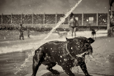 Dog in water