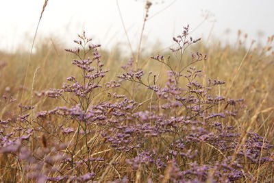 Close-up of flowering plants on field