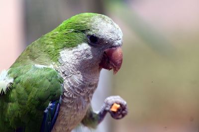 Close-up of parrot eating outdoors