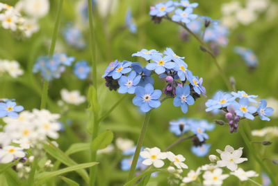 Close-up of white flowering plant on field