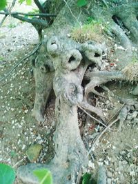 Plants growing on rocks