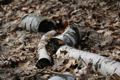 Close-up of rusty pipe on field