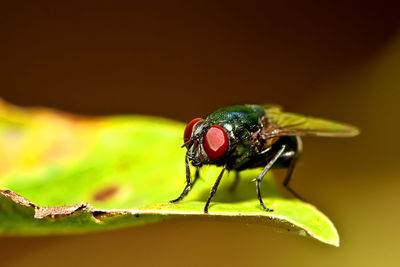 Close-up of insect on leaf