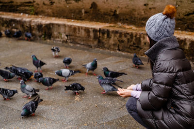 Flock of pigeons