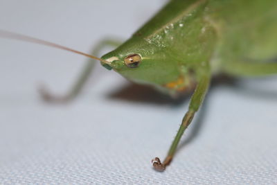 Close-up of insect on leaf