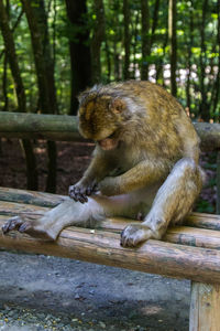 Lion sitting on tree