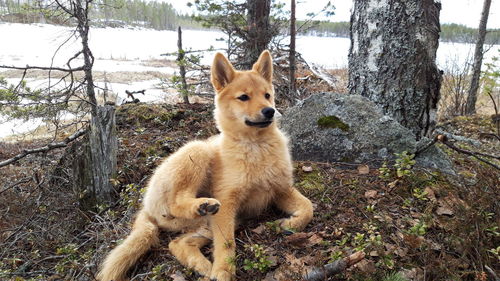 View of a dog on field