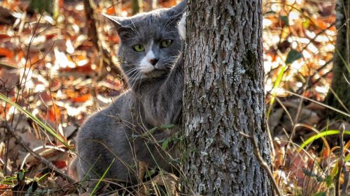 Portrait of a cat scratching a tree