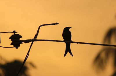Silhouette birds perching on cable against orange sky