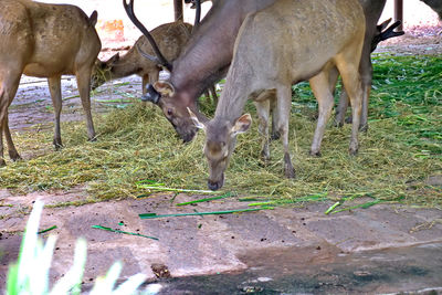 animal