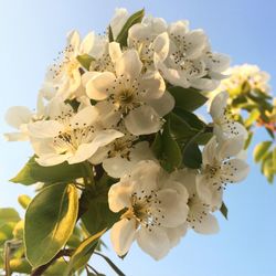 Close-up of blooming tree against sky