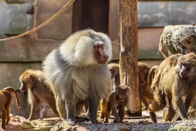 Monkeys in water