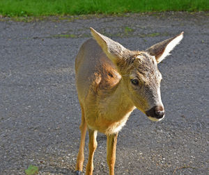 Deer standing on road