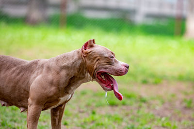 Close-up of a dog looking away