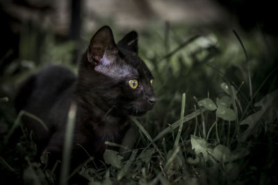 Close-up of a cat looking away