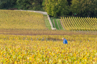 Mid distant on farmer in vineyard during autumn