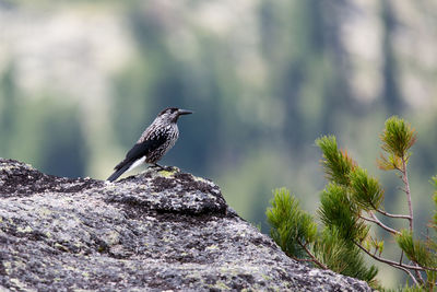 Close-up of bird perching on rock