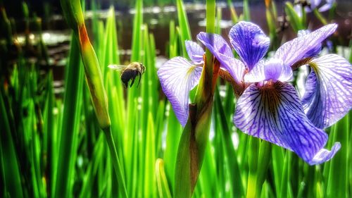 Close-up of purple crocus blooming outdoors